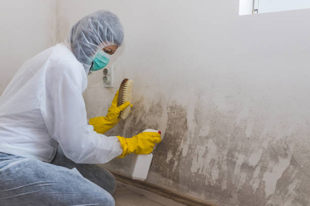 Best Mold Damage Restoration  in USA